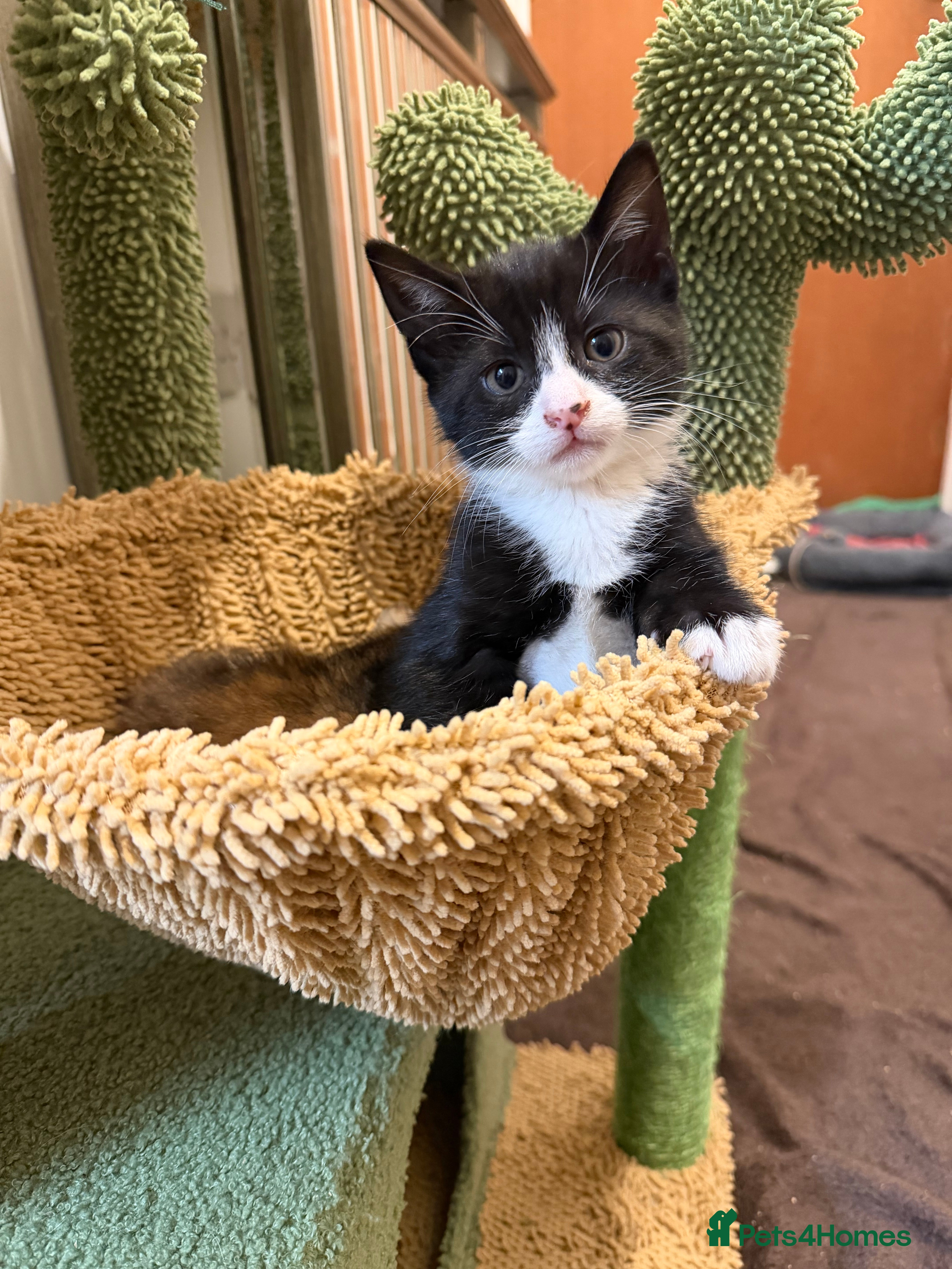 British Shorthair cats Mixed breed Bengal Kittens, Ready Today! - Advert 8