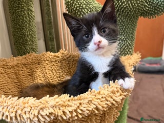 British Shorthair cats Mixed breed Bengal Kittens, Ready Today! - Advert 1