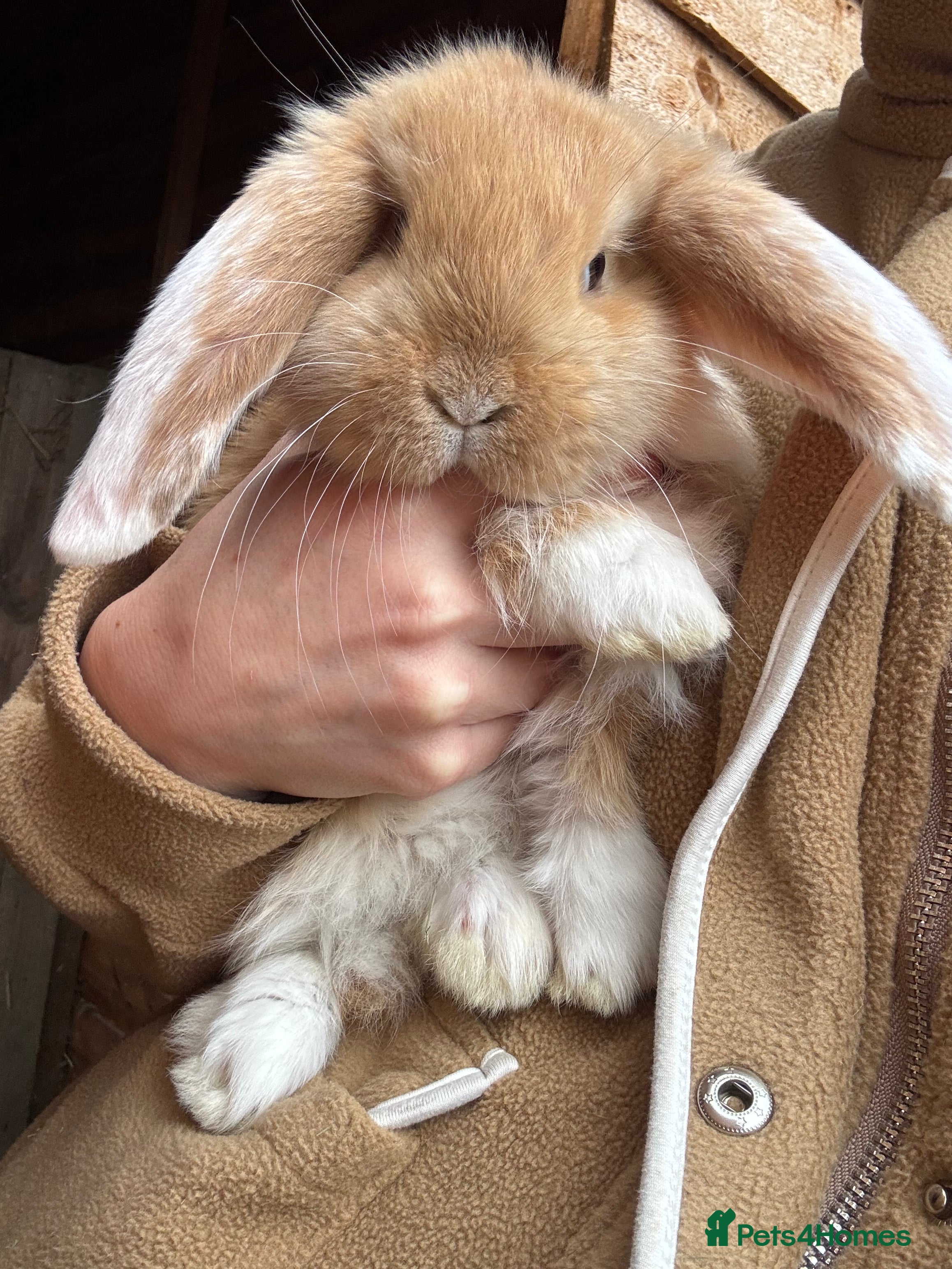 French Lop rabbits 💛🧡 French Lop Babies from Sweet Pea Rabbitry - Advert 13