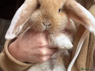 French Lop rabbits 💛🧡 French Lop Babies from Sweet Pea Rabbitry - Advert 13