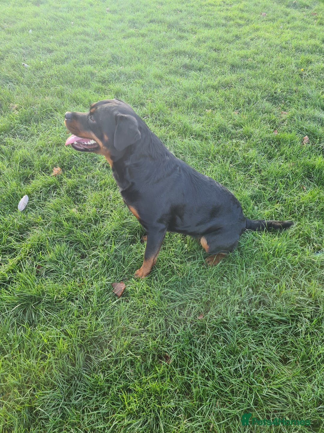 Rottweiler dogs for sale: Exceptional KC Registered Rottweiler - Advert 5