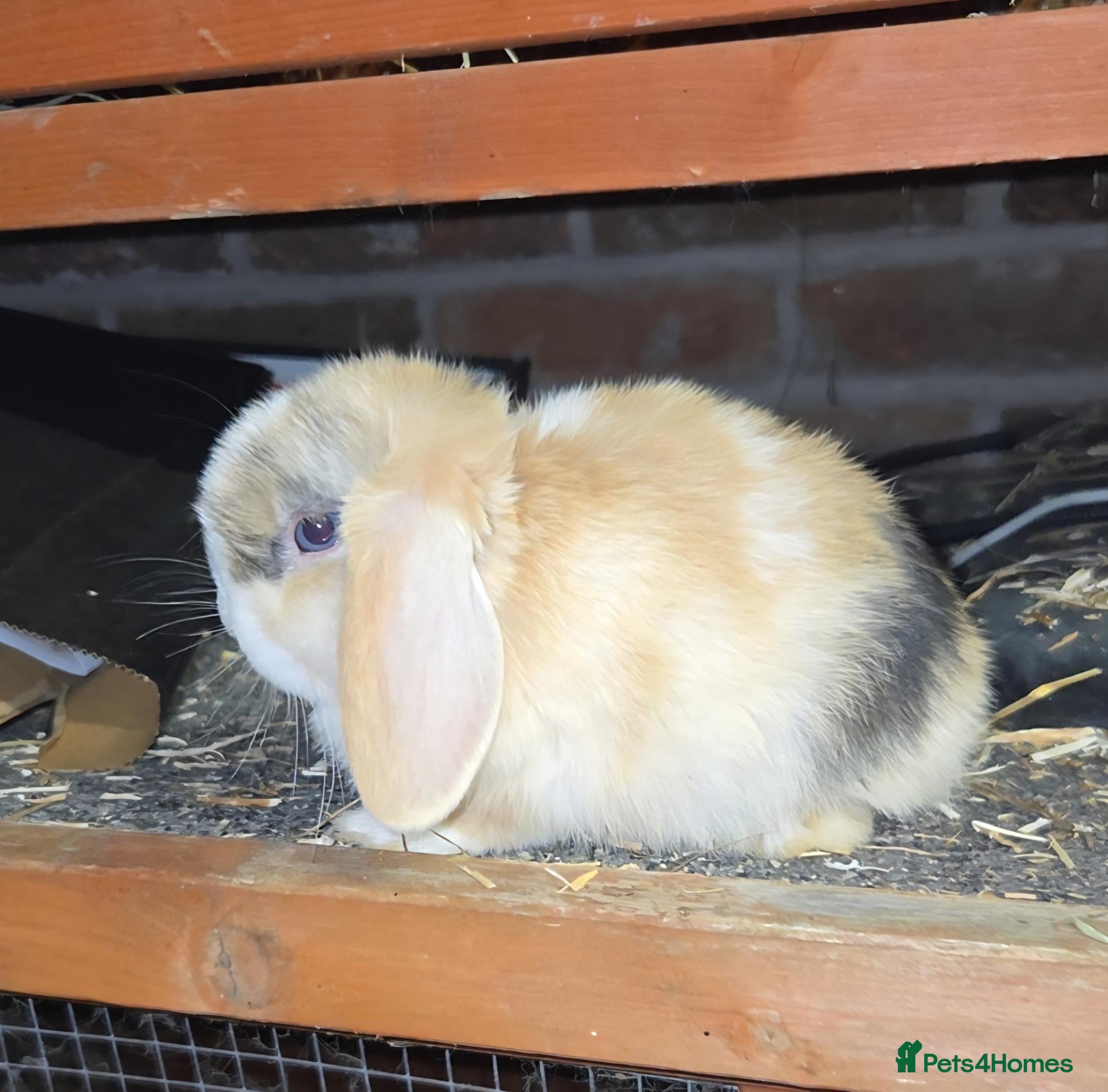 Mini Lop rabbits Pure Bred Mini Lops- 1 girl left/7 weeks old - Advert 1
