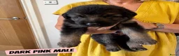 Mixed Breed dogs for sale: German Shepherd Caucasian Shepherd Swiss Shepherd - Advert 6