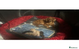 Cocker Spaniel dogs for sale: 3 golden cocker spaniels looking for loving homes - Image 12