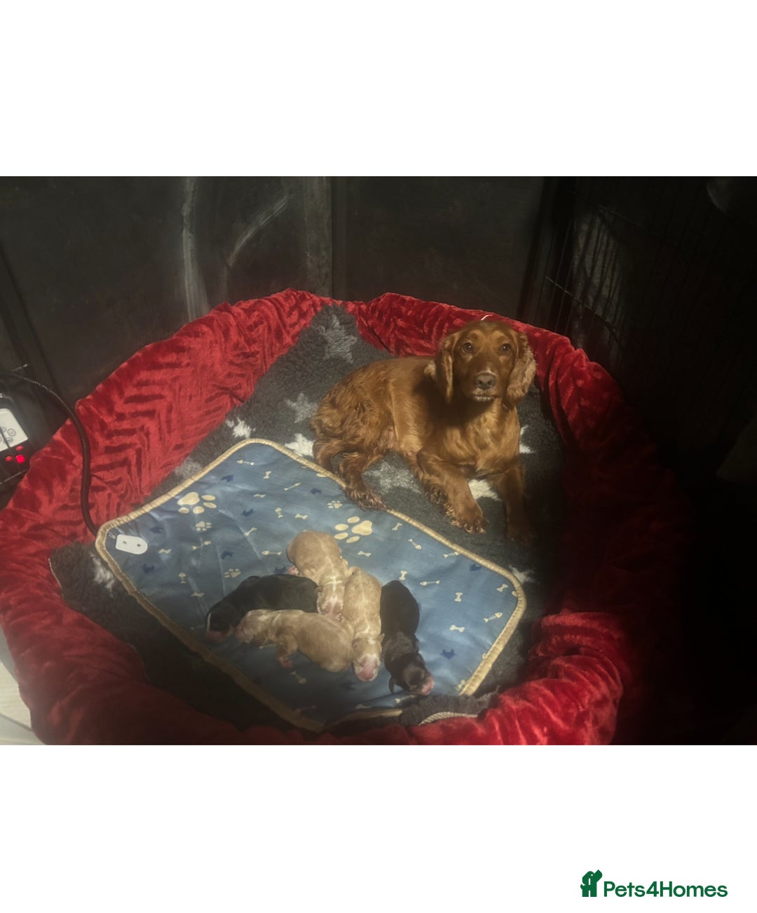 Cocker Spaniel dogs for sale: 3 golden cocker spaniels looking for loving homes - Image 12
