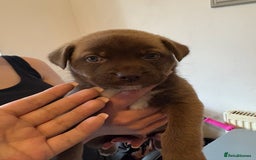 Mixed Breed dogs for sale: 2 boys 1 girl  - Image 4