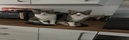 Mixed Breed cats for sale: Lovely friendly kitten  - Advert 3