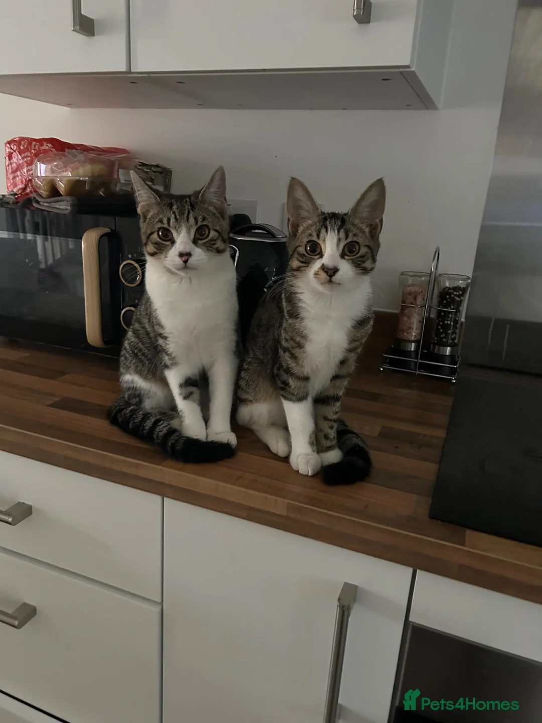 Mixed Breed cats for sale: Lovely friendly kitten  - Advert 3