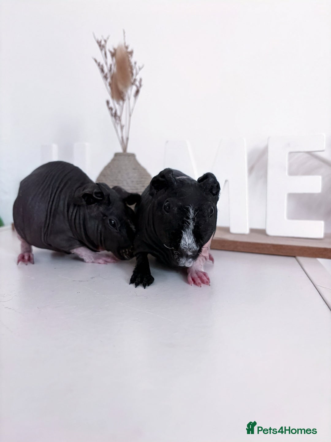 Guinea Pig rodents for sale: Skinnypig Baby Boars - Image 6