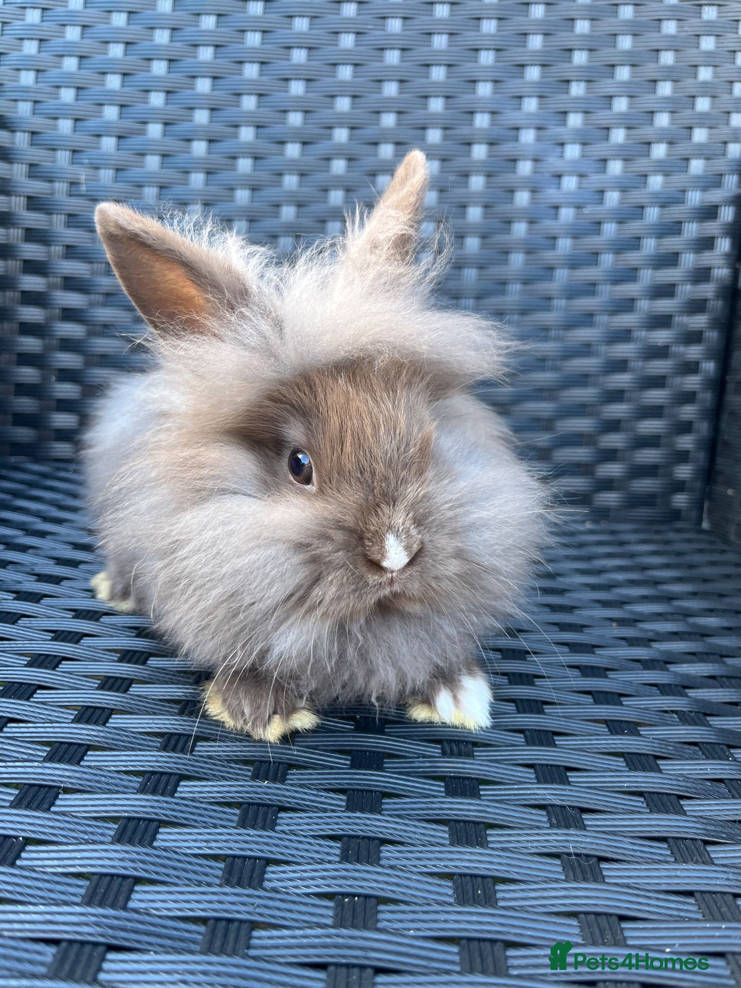 Mini Lion Lop rabbits Ready to go lionhead lops - Advert 1