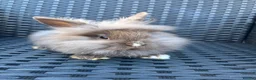Mini Lion Lop rabbits for sale: Ready to go lionhead lops now reduced - Advert 20