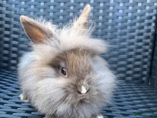 Mini Lion Lop rabbits Ready to go lionhead lops - Advert 1