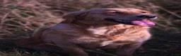 Golden Retriever dogs for sale: Fully Health Tested - KC Reg Golden Retrievers - Advert 15
