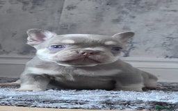 French Bulldog dogs for sale: New shade french bulldogs - Image 12