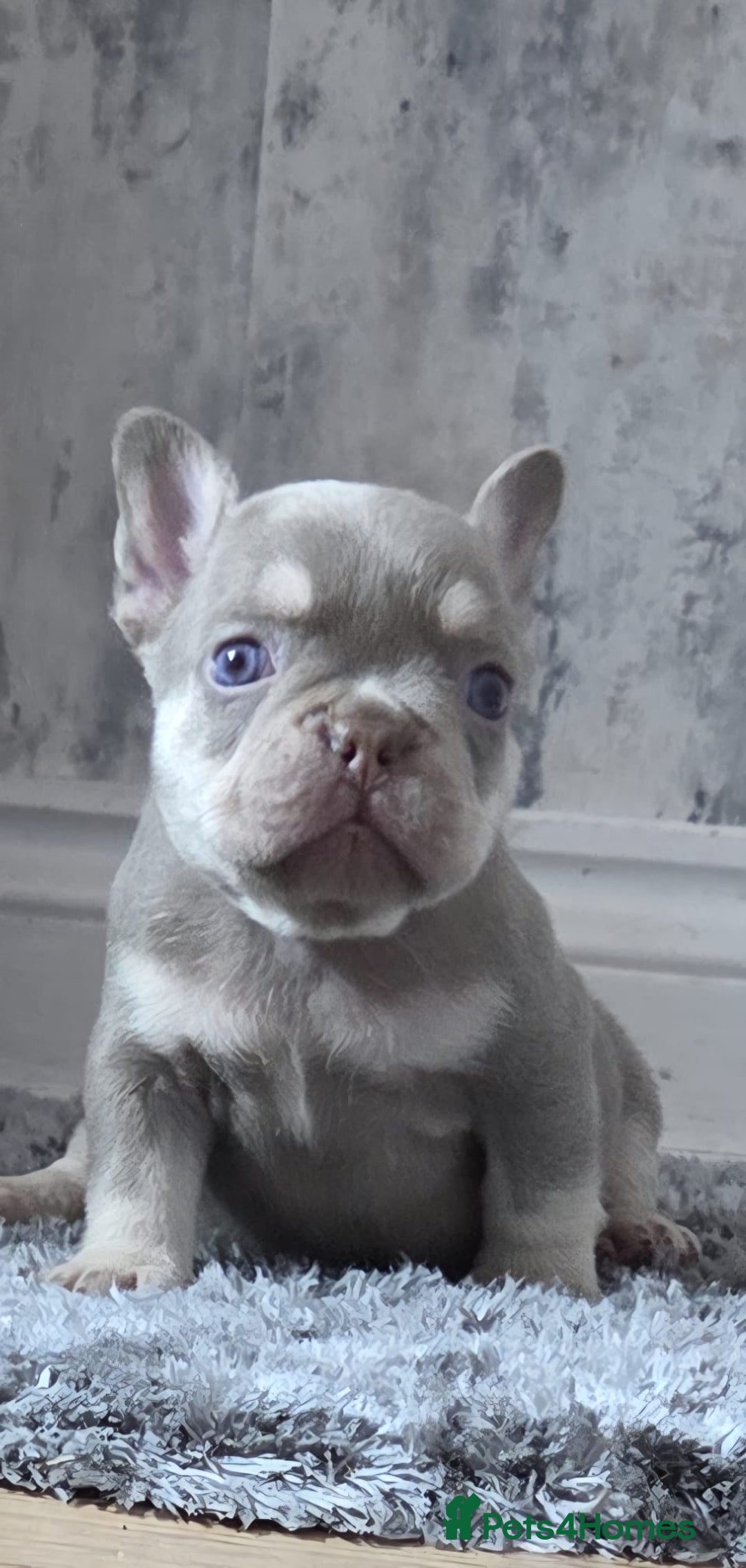 French Bulldog dogs for sale: New shade french bulldogs - Image 12