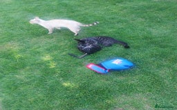 Bengal cats for sale: Mixed Bengal  in Watford - Image 4