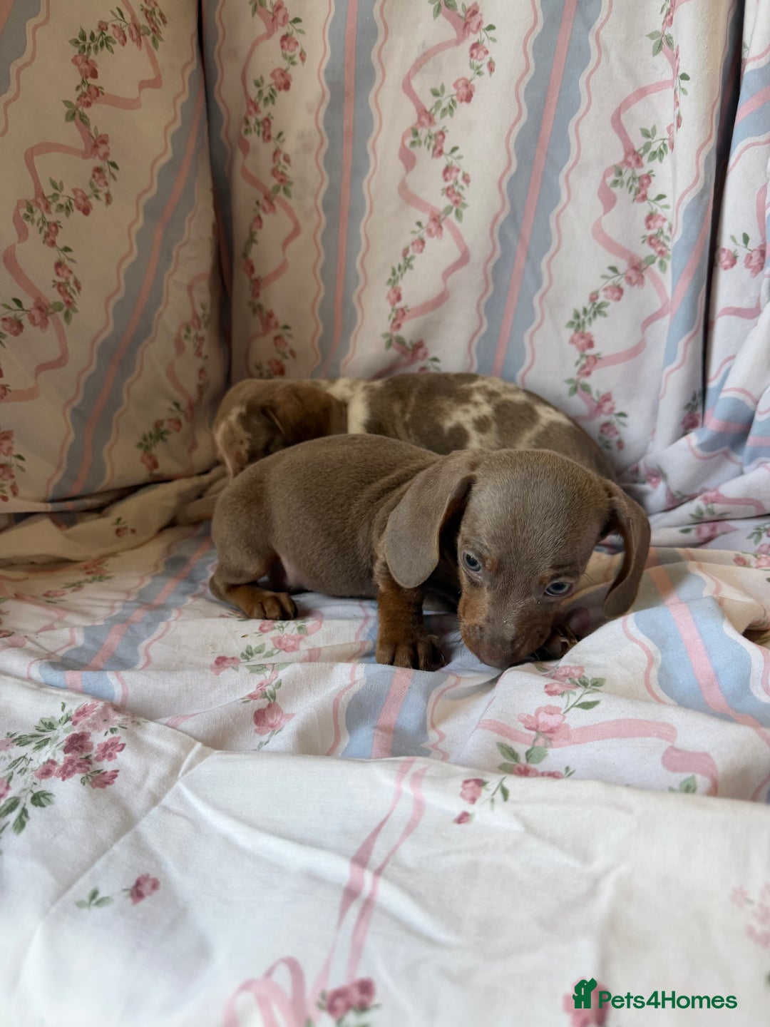 Miniature Dachshund dogs for sale: miniature dash hound puppys  - Advert 11