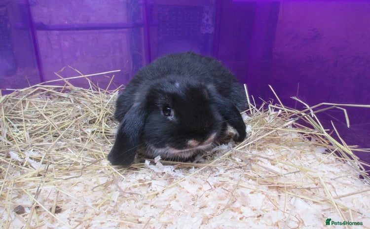 Mini Lop rabbits - Advert 18