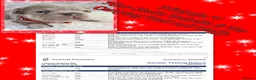 French Bulldog dogs for sale: Quality Puppies from highly health tested Parents - Advert 12
