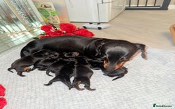 Miniature Dachshund dogs for sale: Beautiful miniature dachshunds  - Image 1