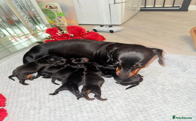 Miniature Dachshund dogs - Advert 2