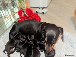 Miniature Dachshund dogs - Advert 19