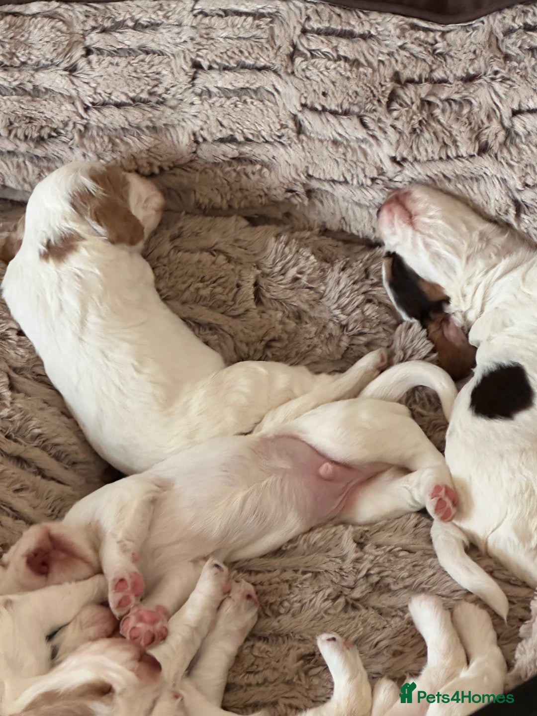 Clumber Spaniel dogs for sale: Clumber Spaniel Hybrid - Image 5