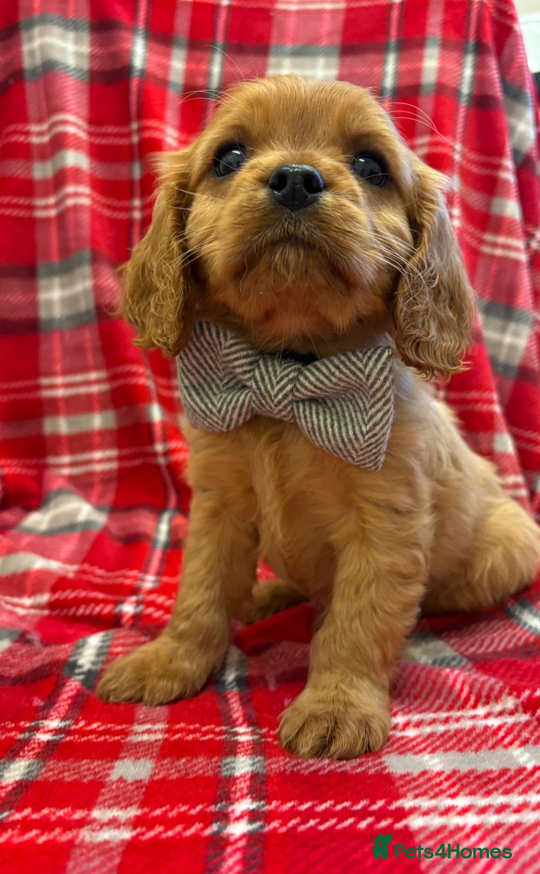 Cavalier King Charles Spaniel dogs for sale: Beautiful Cavalier King Charles babies ❤️ - Advert 13