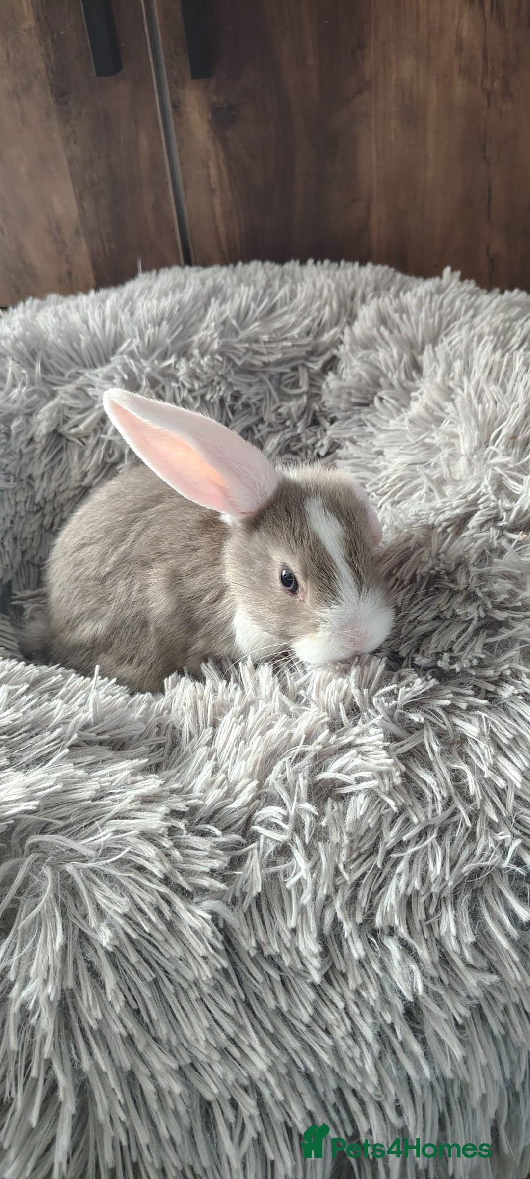 Mini Lop rabbits for sale: Beautiful Mini Lop Babies - 6 to choose from  - Image 14