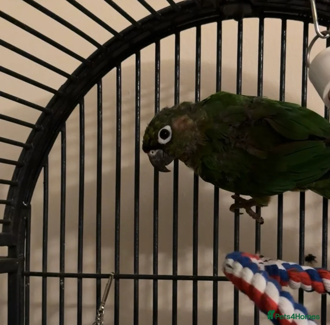 Conures birds for sale: Female Conure  - Advert 1