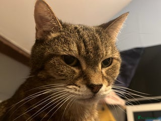 Domestic Shorthair cats for sale: Lulu - Advert 1