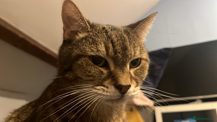 Domestic Shorthair cats Lulu - Advert 3