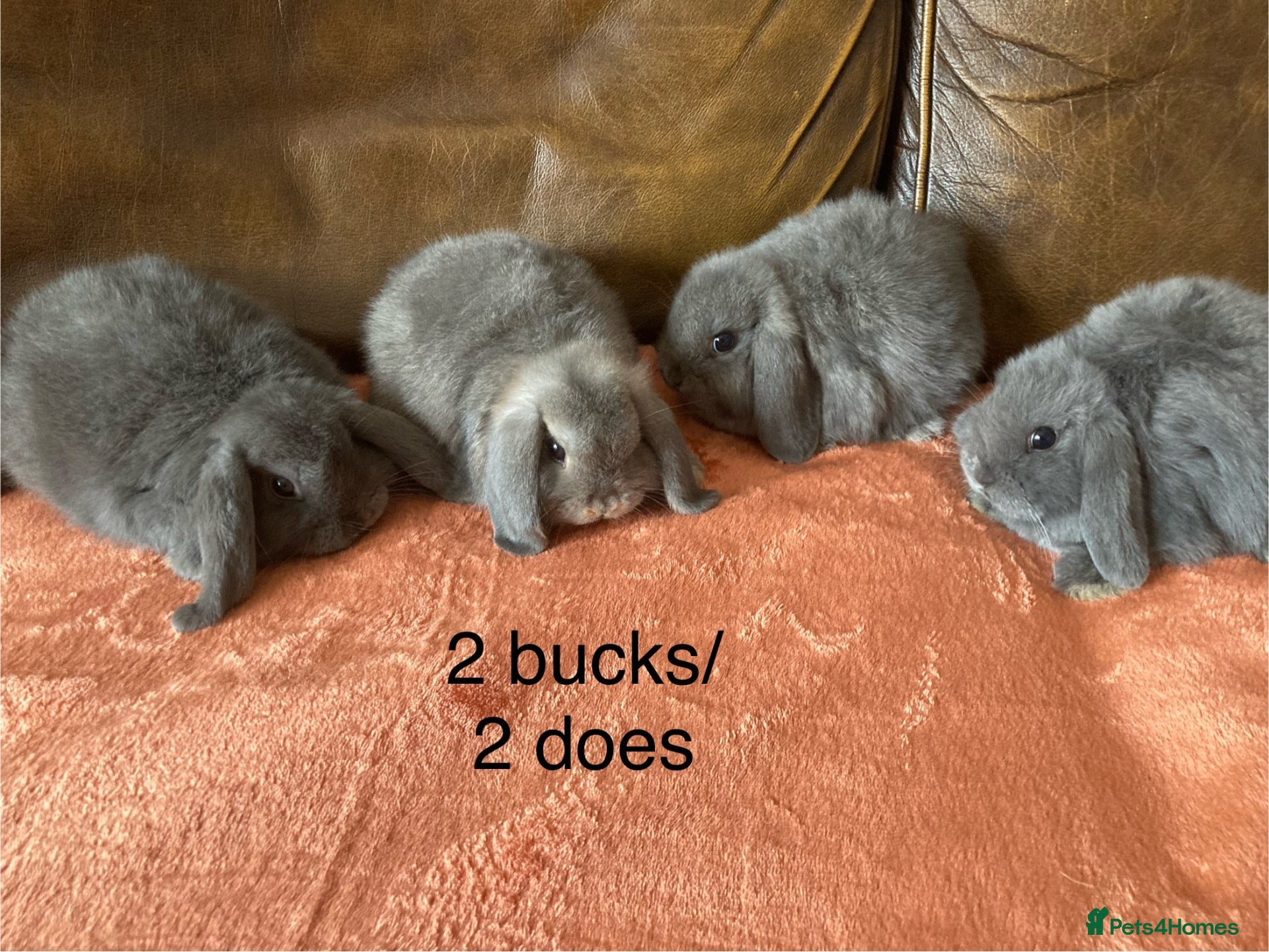 Mini Lop rabbits 4 gorgeous pure mini lops - Advert 1