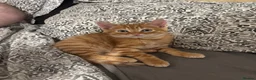 Mixed Breed cats for sale: Loving Forever Home Needed for Bonded Kittens - Advert 2
