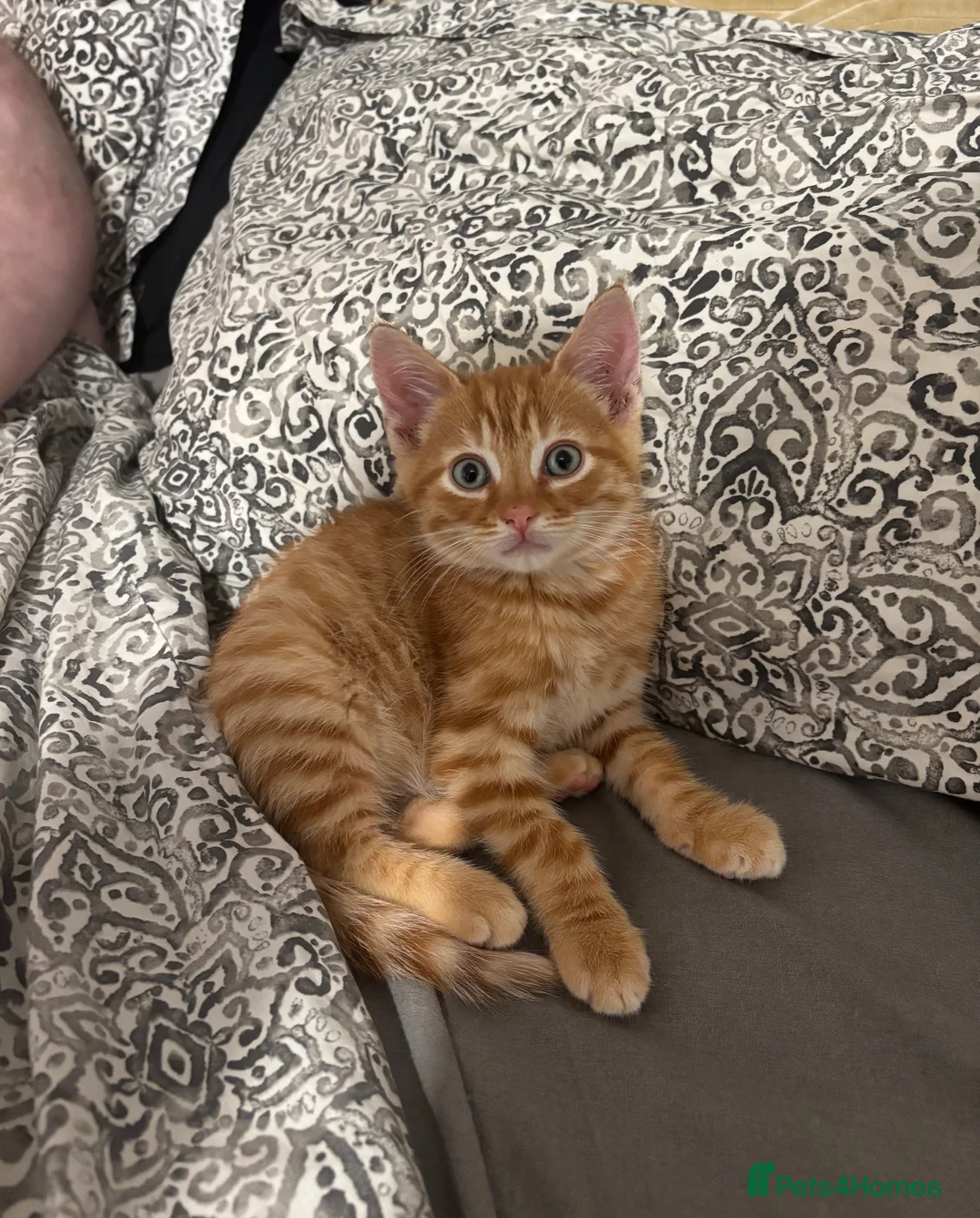 Mixed Breed cats for sale: Loving Forever Home Needed for Bonded Kittens - Advert 2