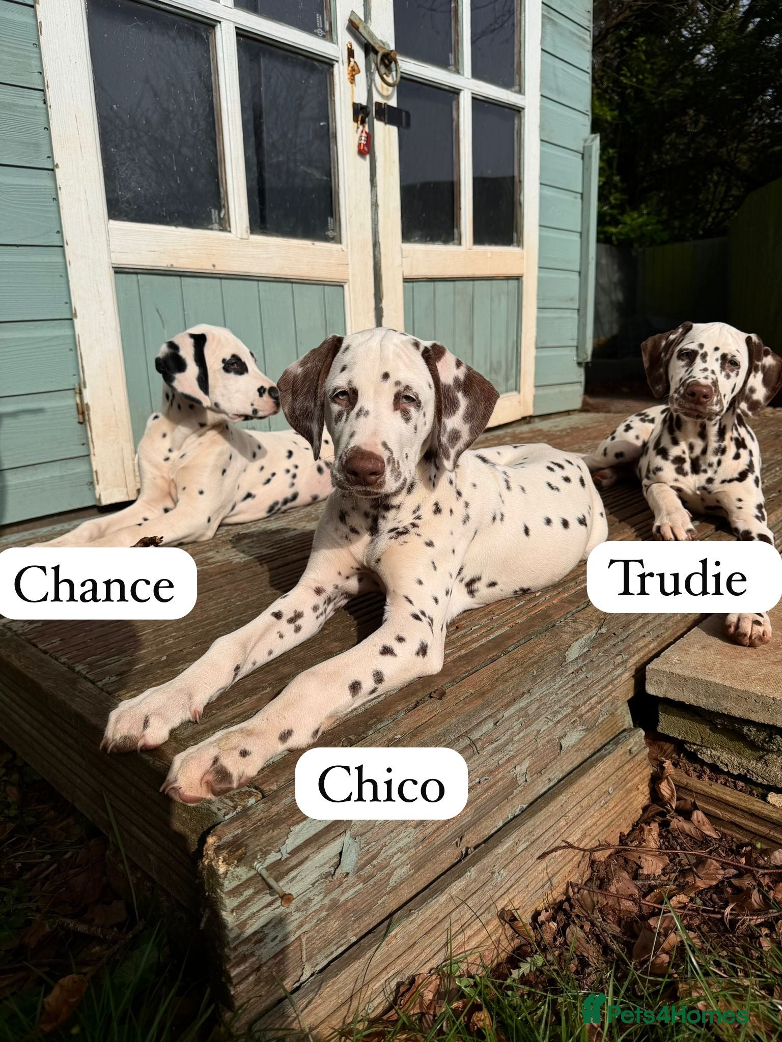 Dalmatian dogs KC Reg Dalmatian Puppies Black & Liver Ready Now - Advert 6