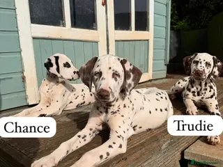 Dalmatian dogs KC Reg Dalmatian Puppies Black & Liver Ready Now - Advert 16