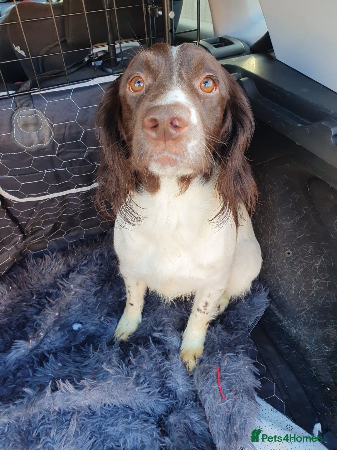 Springador dogs for sale: Springador more spaniel beautiful mum in Flint - Image 3