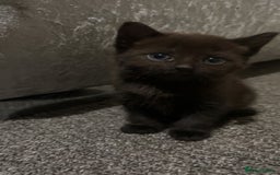 British Shorthair cats for sale: 1 tabby female 1 shaded female ready to go  - Advert 8