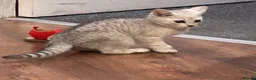 Scottish Fold cats for sale: Scottishfold russian kittens  - Advert 1