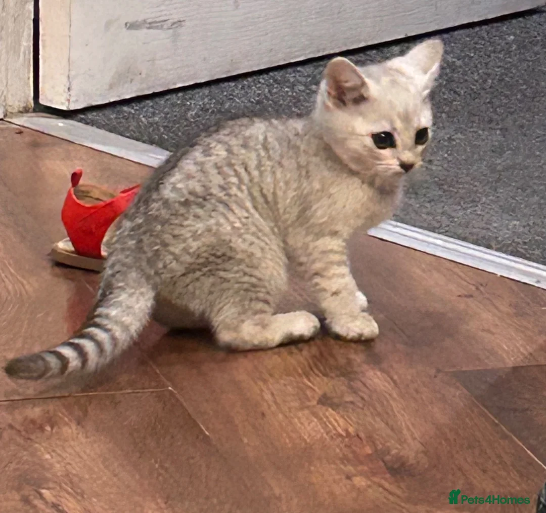 Scottish Fold cats for sale: Scottishfold russian kittens  - Advert 1
