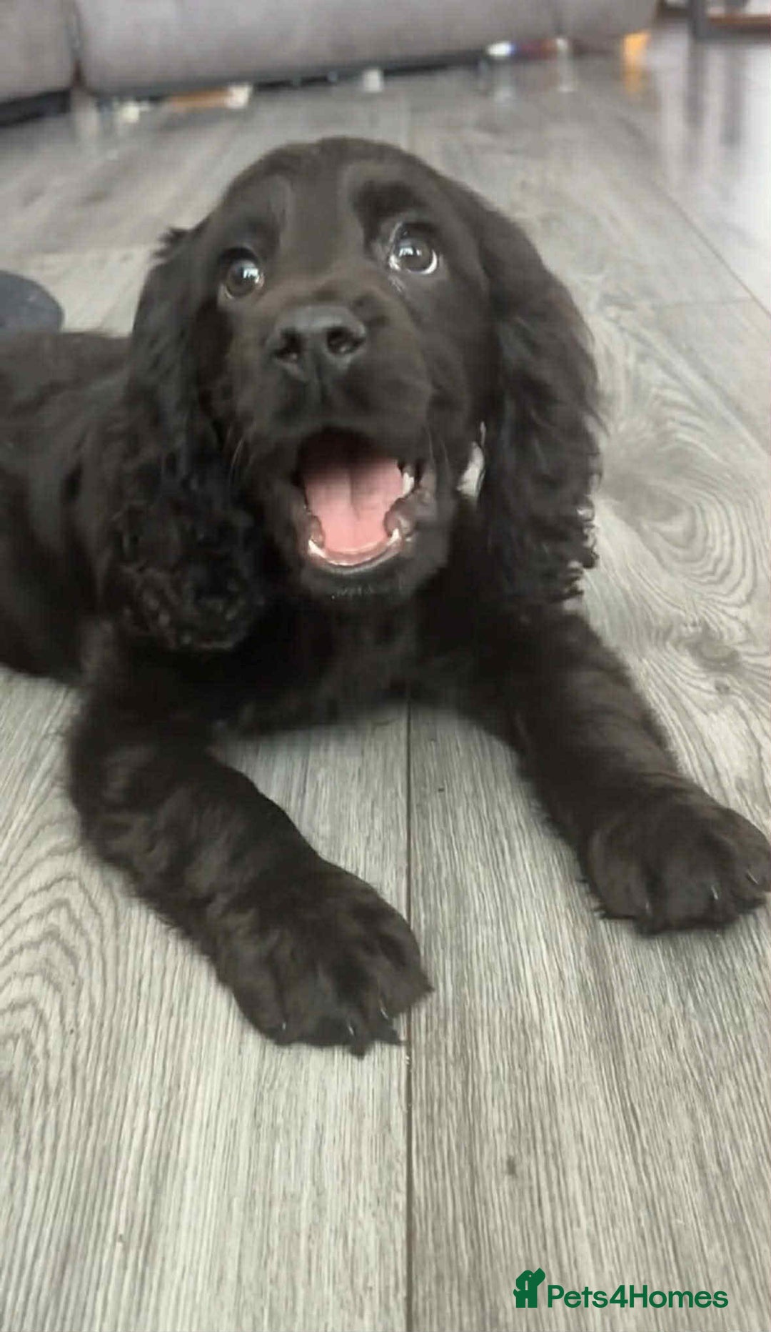 Cockapoo dogs for sale: Cockapo F1b Male  - Advert 2