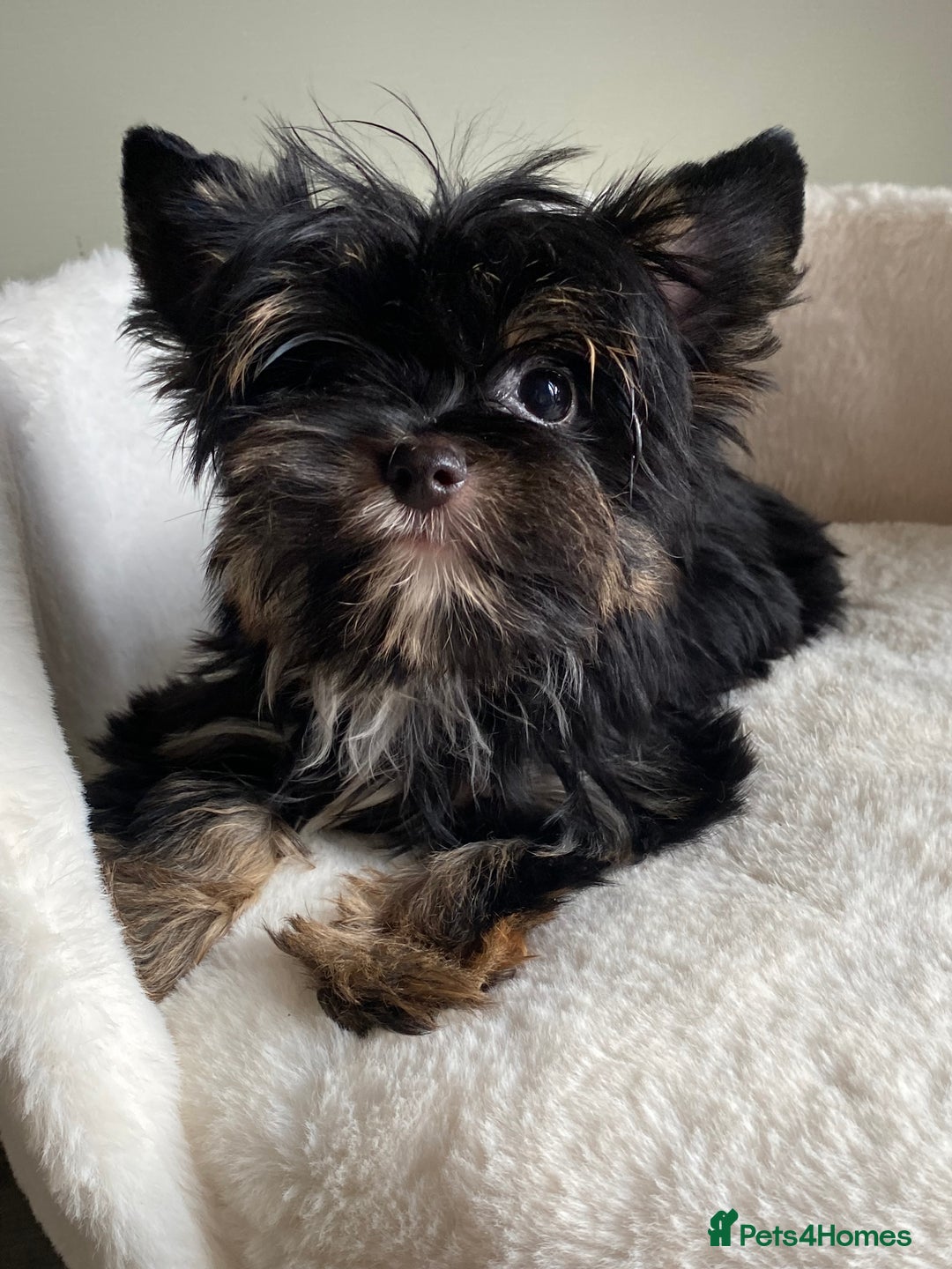 Yorkshire Terrier dogs for sale: Colorful Yorkshire Terrier puppies for sale - Advert 35