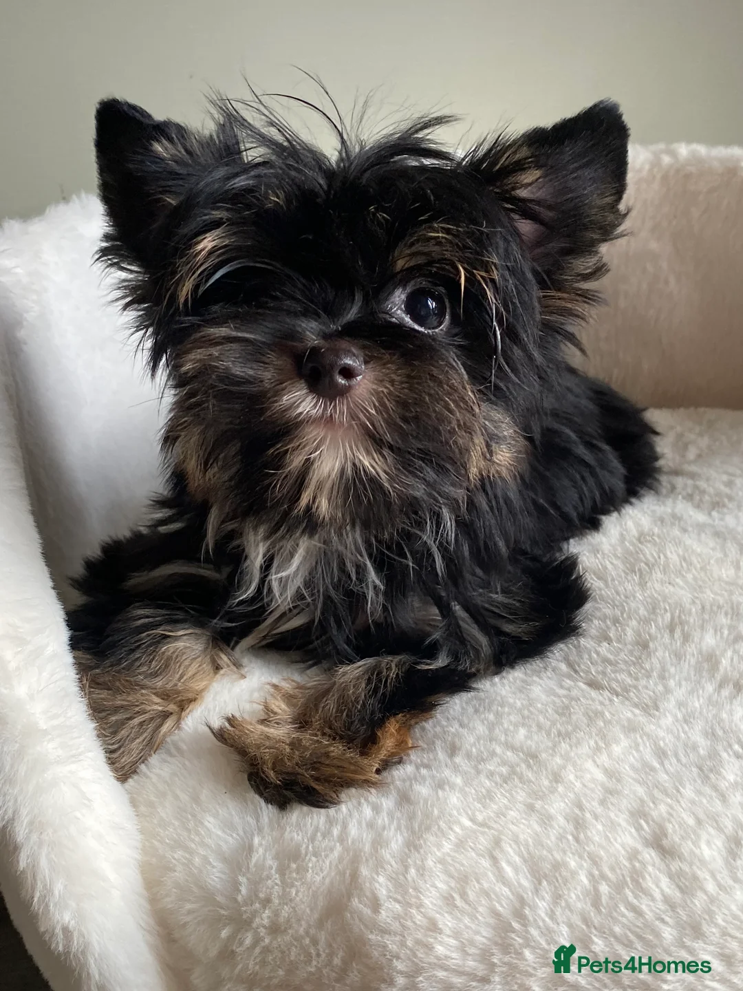 Yorkshire Terrier dogs for sale: Colorful Yorkshire Terrier puppies for sale - Advert 28