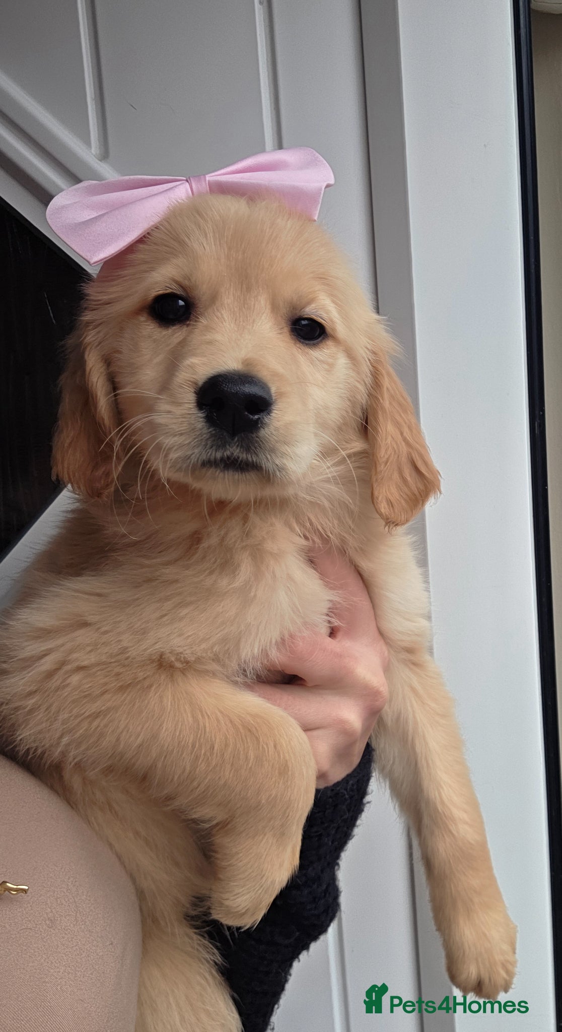 Golden Retriever dogs Golden retriever - Advert 4