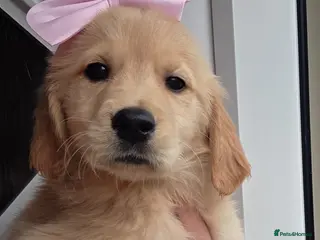 Golden Retriever dogs Golden retriever - Advert 4