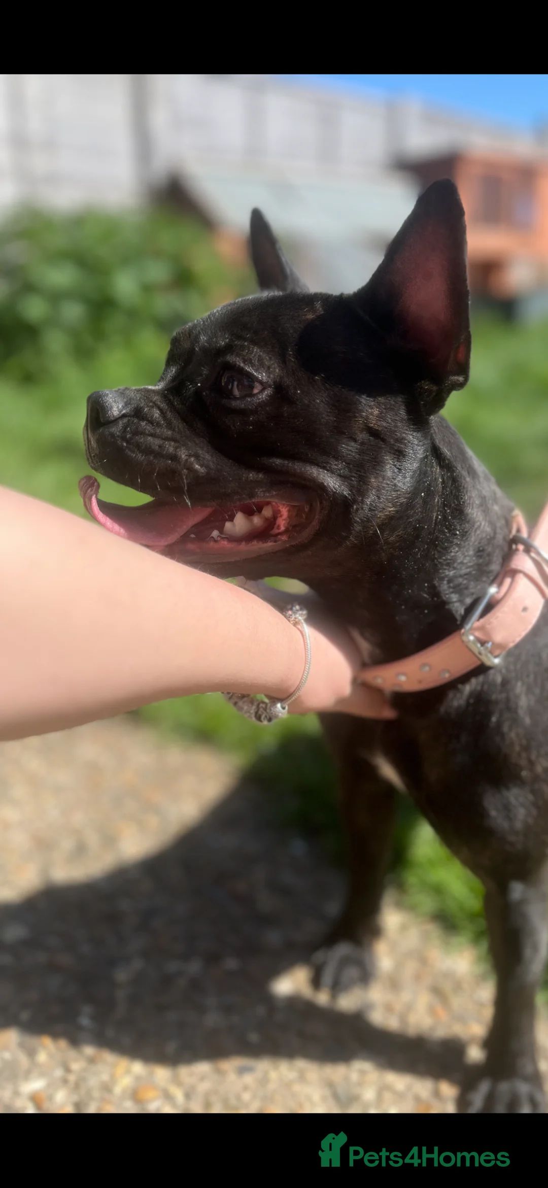 Mixed Breed dogs for sale: Staff x frenchie girl  - Advert 2
