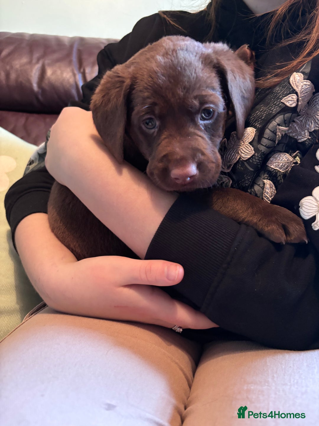 Labrador Retriever dogs for sale: Chocolate and Black Labrador Puppies - Advert 26