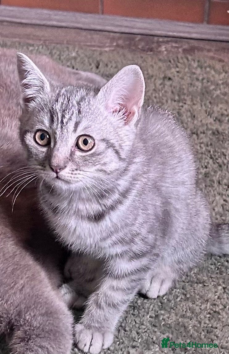 Scottish Fold cats 1 Scottish Straight boy ready now reduced - Advert 1