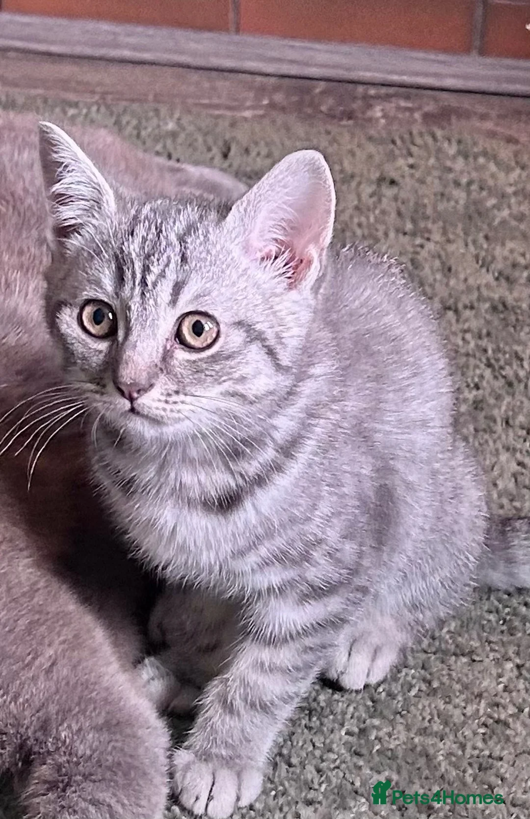 Scottish Fold cats for sale: 1 Scottish Straight boy ready now reduced - Advert 1